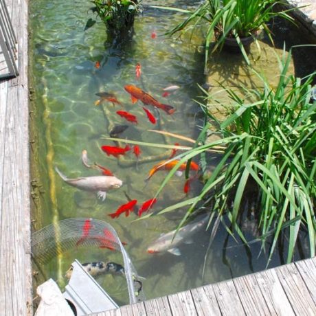 koi fish in a pond